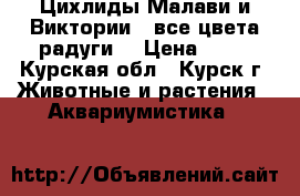 Цихлиды Малави и Виктории — все цвета радуги! › Цена ­ 50 - Курская обл., Курск г. Животные и растения » Аквариумистика   